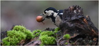 DFV 0107.Pic Epeiche-Great Spotted Woodpecker-02022021-Martial Queyrie