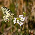 Lorris (45), Machaon sur cardamine, 23/04/2021, P Lespinasse