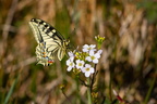 Lorris (45), Machaon sur cardamine, 23/04/2021, P Lespinasse