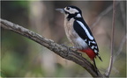 DFV 0036.Pic Epeiche-Great Spotted Woodpecker-06102021-Martial Queyrie