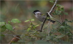 DFV 0095.Mésange nonnette-Marsh Tit-06102021-Martial Queyrie
