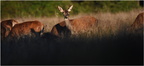DFV 0020 (1) (1).Biche-Red Deer-08102021-Martial Queyrie