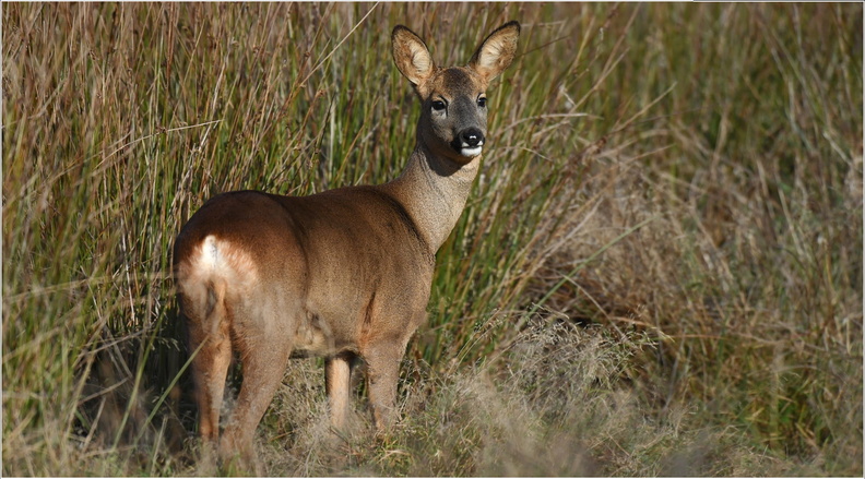 DFV_0152.Chevrette-Roe Deer-08112021-Martial Queyrie.jpg