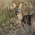 DFV 0092 (1).Chevrette-Roe Deer-08112021-Martial Queyrie