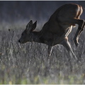 DFV 0224.Chevreuil-Roe Deer-17022022-Martial Queyrie (1)