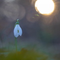 Massif de Lorris, variations en perce-neige majeur,09/02/2022, P Lespinasse