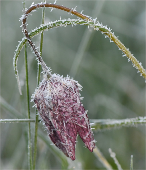 DVF_0397.Fritillaire pintade-Fritillaria meleagris-04042022-Martial Queyrie.jpg