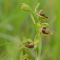 St Brisson (45) Grands Buissons, Ophrys araignée, 05/2022, P Lespinasse