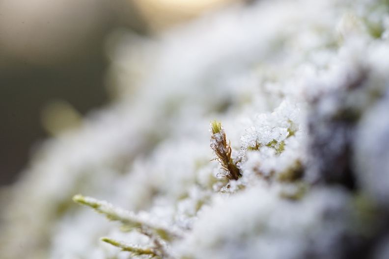 Presly18-Mousses gel-RENAUDINEAU H_07.JPG