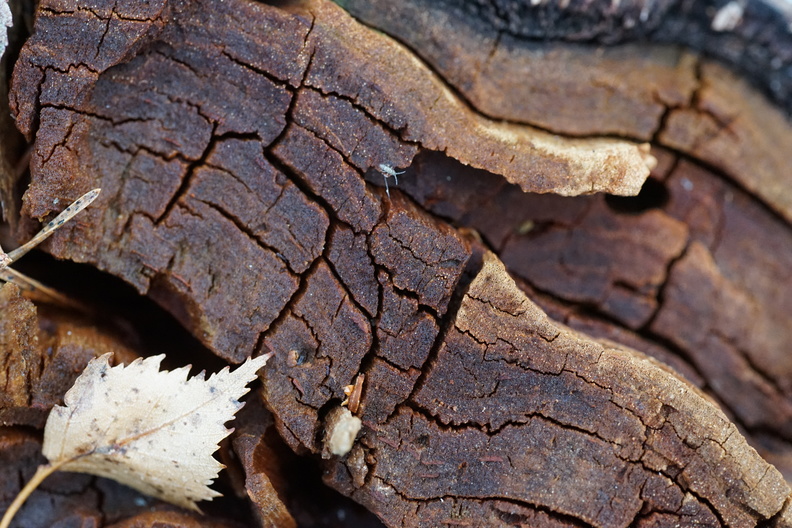 Tourbière des Landes-bois mort Diploure-RENAUDINEAU H_16.JPG