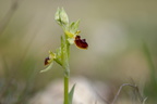 IGrand Vau / Massay (18), Ophrys abeille, 21/04/2023, P Lespinasse