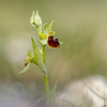Grand Vau / Massay (18), Ophrys abeille, 21/04/2023, P Lespinasse