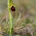 Grand Vau / Massay (18), Ophrys abeille, 21/04/2023, P Lespinasse