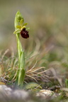 Grand Vau / Massay (18), Ophrys abeille, 21/04/2023, P Lespinasse