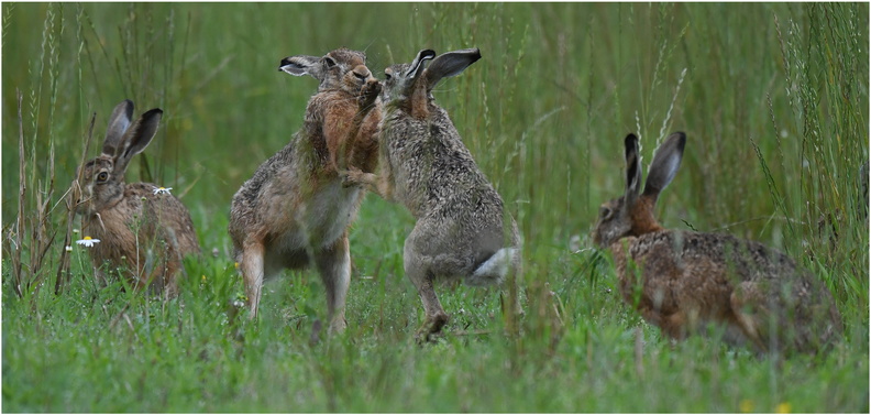 DAa_0083.Liévres-Hare-22072024-Martial Queyrie.jpg