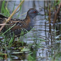 DAa 0025.Marouette de Baillon-Baillon's crake-23072024-Martial Queyrie