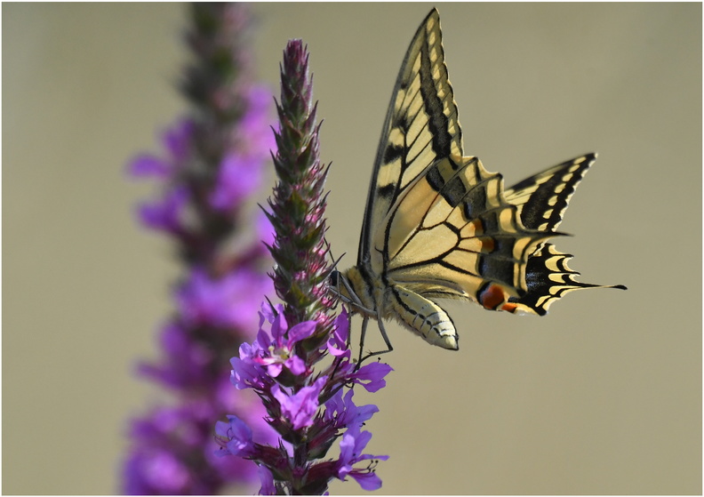 DAa 0245.PMachaon-Smallowtail-29072024-Martial Queyrie