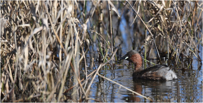 DAa_0116.Grèbe castagneux-Little grebe-05032025-Martial Queyrie.jpg