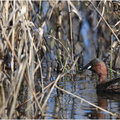 DAa 0116.Grèbe castagneux-Little grebe-05032025-Martial Queyrie
