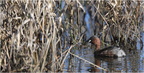 DAa 0116.Grèbe castagneux-Little grebe-05032025-Martial Queyrie