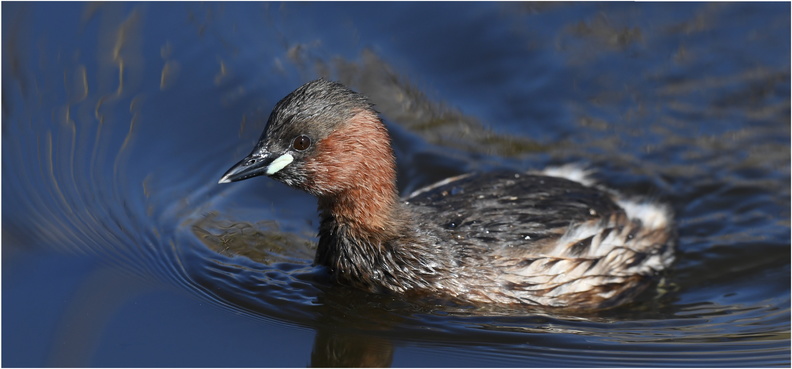 DAa_0037.Grèbe castagneux-Little grebe-05032025-Martial Queyrie.jpg