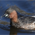 DAa 0037.Grèbe castagneux-Little grebe-05032025-Martial Queyrie