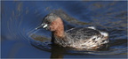 DAa 0037.Grèbe castagneux-Little grebe-05032025-Martial Queyrie