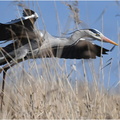 DAa 0062 (2).Héron cendré-Grey heron-05032025-Martial Queyrie (1)