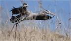 DAa 0062 (2).Héron cendré-Grey heron-05032025-Martial Queyrie (1)