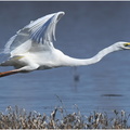 DAa 0027.Grande aigrette-Great egret-05032025-Martial Queyrie