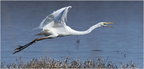 DAa 0027.Grande aigrette-Great egret-05032025-Martial Queyrie