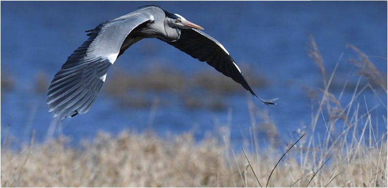 DAa_0011 (2).Héron cendré.grey Heron-06032025-Martial Queyrie.jpg