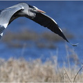 DAa 0011 (2).Héron cendré.grey Heron-06032025-Martial Queyrie