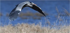 DAa 0011 (2).Héron cendré.grey Heron-06032025-Martial Queyrie