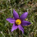 Grand Vau (Massay 18), Anémones pulsatilles, 18/04/2025, P Lespinasse