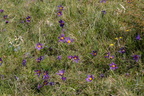 Grand Vau (Massay 18), Anémones pulsatilles, 18/04/2025, P Lespinasse