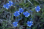Grand Vau (Massay 18), Polygale du calcaire, 18/04/2025, P Lespinasse