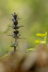 Bugle rampante, 16/04/2025, P Lespinasse