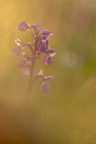 Orchis bouffon, 17/04/2025, P Lespinasse