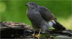 DAg 0238 (1).Epervier d'Europe-Eurasian sparrowhawk-01052025-Martial Queyrie