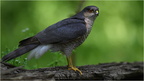 DAg 0268 (1).Epervier d'Europe-Eurasian Sparrowhawk-01052025-Martial Queyrie