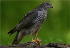 DAi 0137.Epervier d'Europe-Eurasian Sparrowhawk-02052025-Martial Queyrie