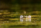 [Magazine FCen] Amphibiens
