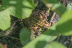 Charnizay_180621_Etang de la Rolle_1858_Grenouille verte