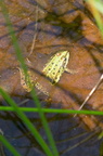 Adon_180531_0688_Grenouille verte
