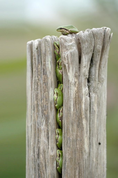oleron rainette arboricole MThevenin