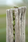 oleron rainette arboricole MThevenin