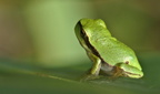 rainette arboricole MThevenin