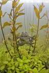 grenouille-verte-bguenard