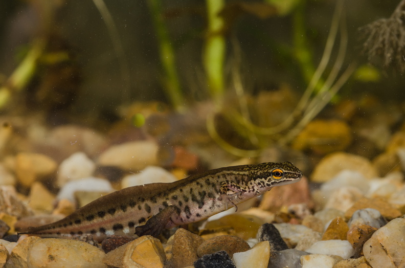 Triton-palmé BD S-Lebreton